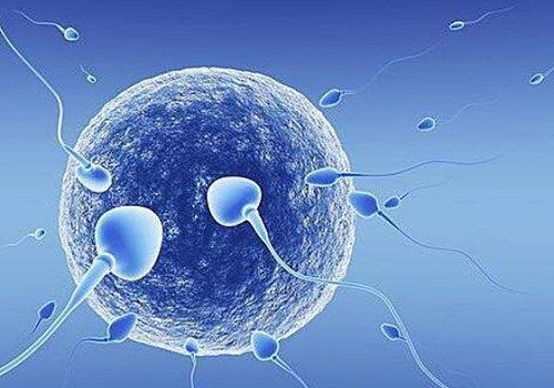 试管囊胚提取技术会有损胚胎质量？